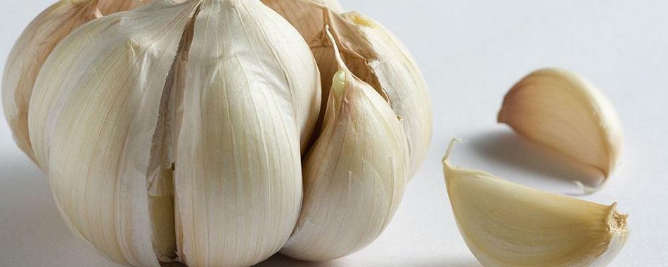 سیر-گیاهی-خواص-سرماخوردگی-کاهش فشار خون-کلسترول-ریسک-زوال عقل -مو-آنتی اکسیدان‌- پوست و مو -رشد - تقویت - گروه مَسینا - گروه تخصصی محبوب مجاز    -